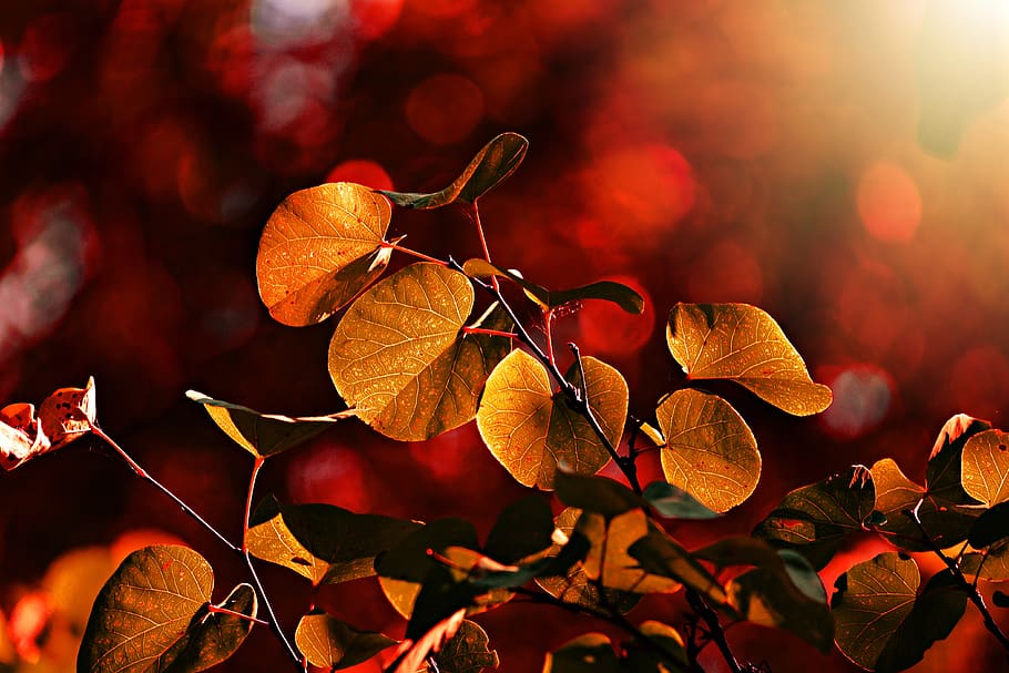 leaf, vein, pattern, twig, bush, foliage, autumn color, back light HD wallpaper