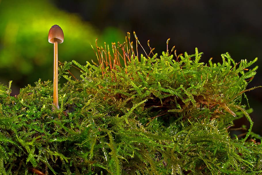 mushroom, moss, small mushroom, forest, autumn, mini mushroom, HD wallpaper