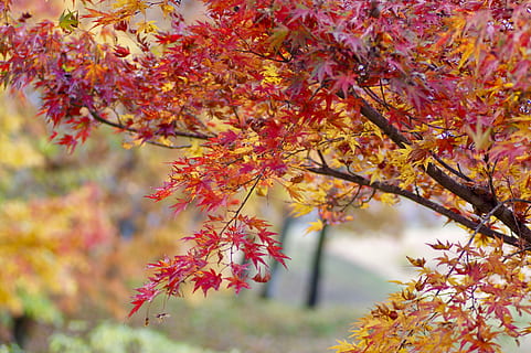 japan, nikko, maple, fall foliage, red, gold, autumn, leaves HD wallpaper