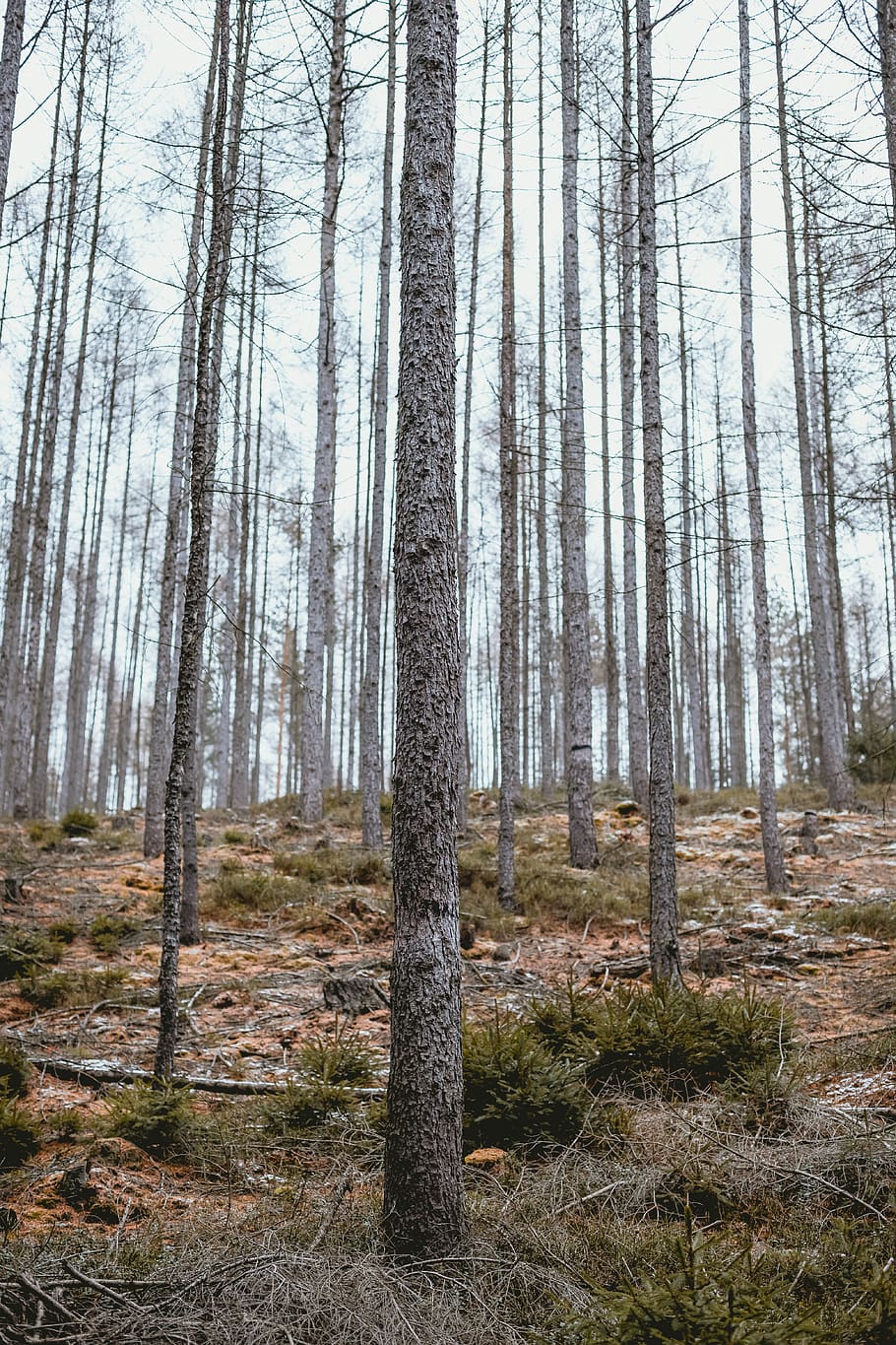 bare trees in forest during daytime, ground, plant, tree trunk HD wallpaper