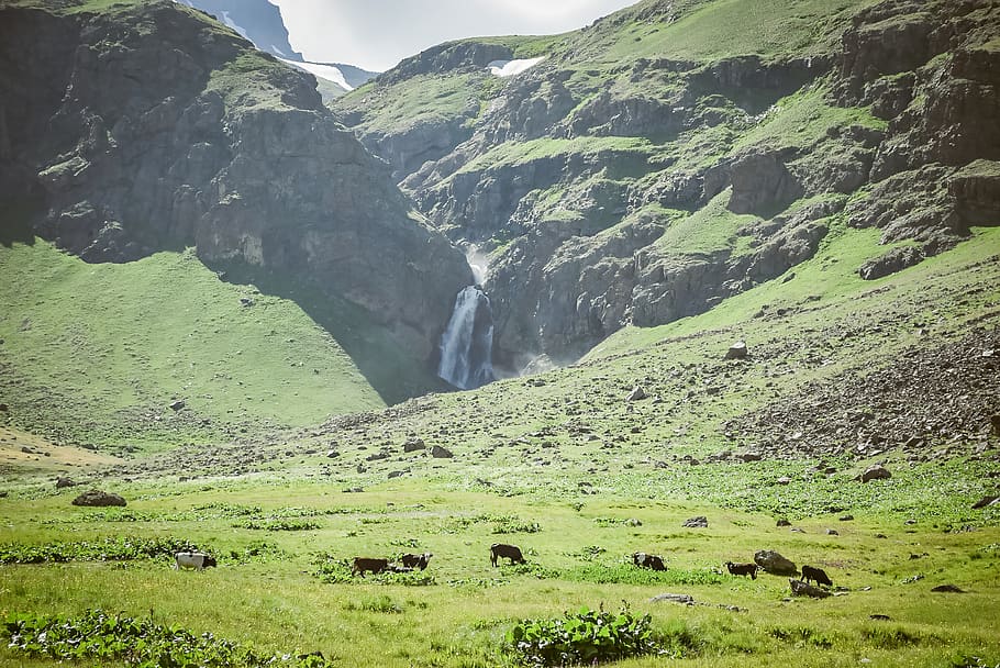 nature, outdoors, mountain, scenery, animal, mammal, cattle HD wallpaper