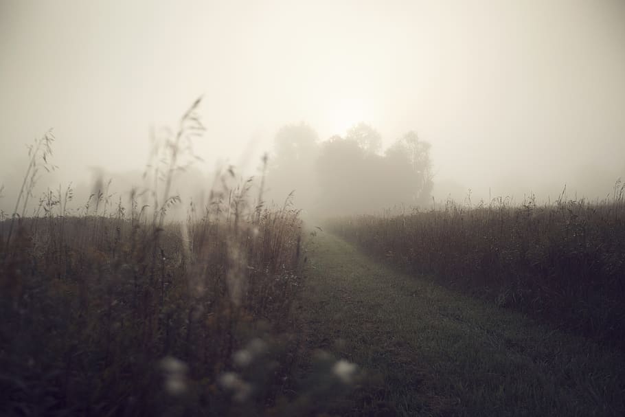 foggy pathway, weather, nature, alanson, united states, outdoors HD wallpaper