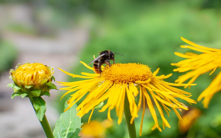 bumblebee, flower, insect, pollen, garden, spring, yellow, nectar HD wallpaper