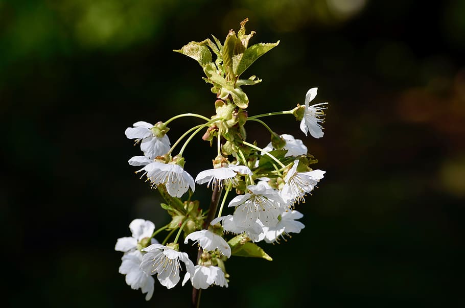 cherry, cherry blossom, cherry tree, flowering twig, spring HD wallpaper