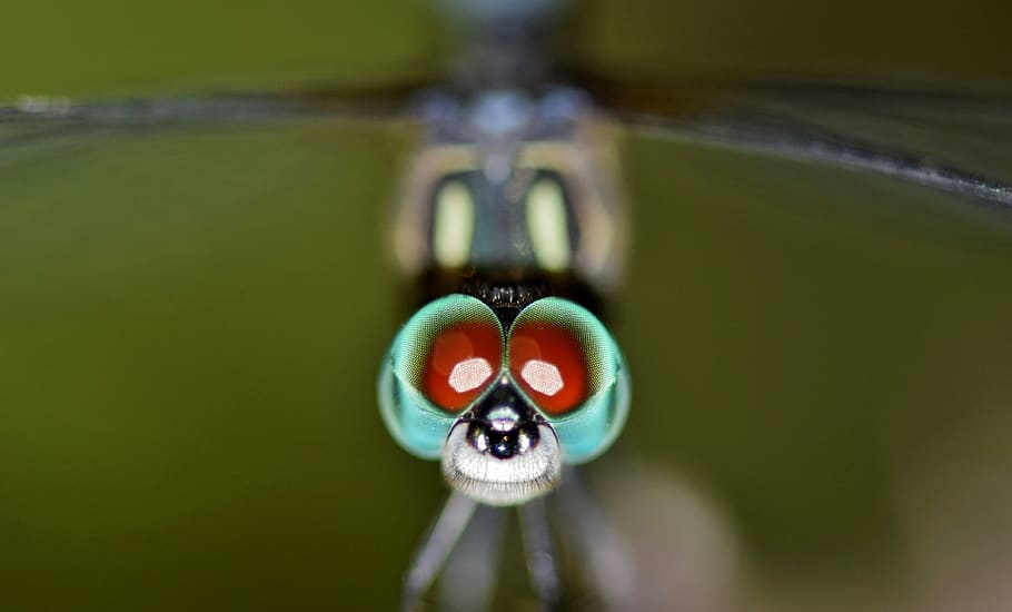 Macro Photography of Dragonfly, bug, close-up, eyes, insect, nature HD wallpaper