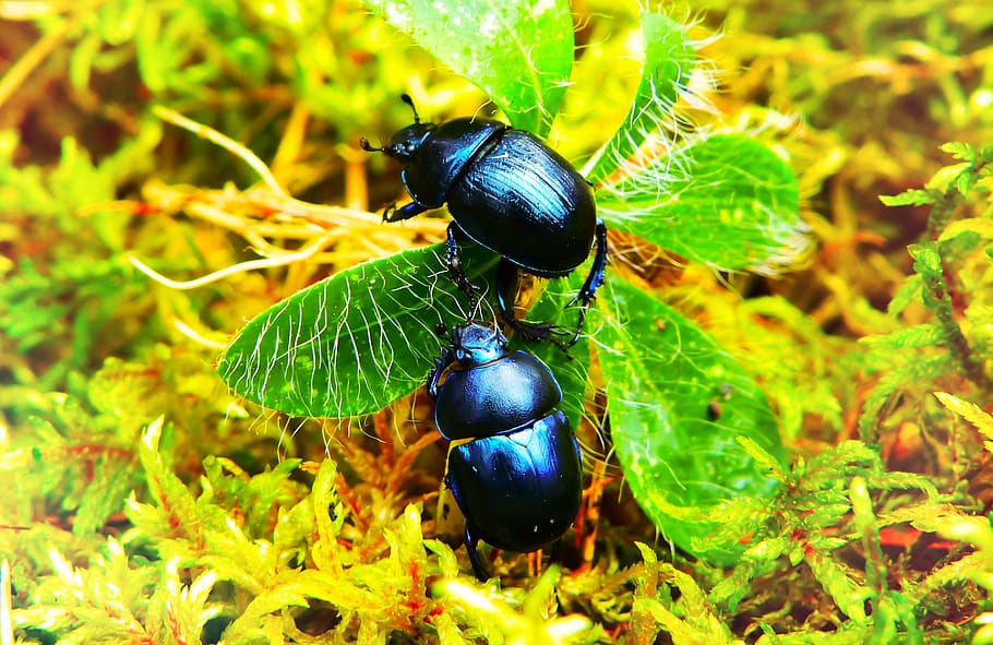 invertebrate, animals in the wild, animal themes, insect, green color HD wallpaper