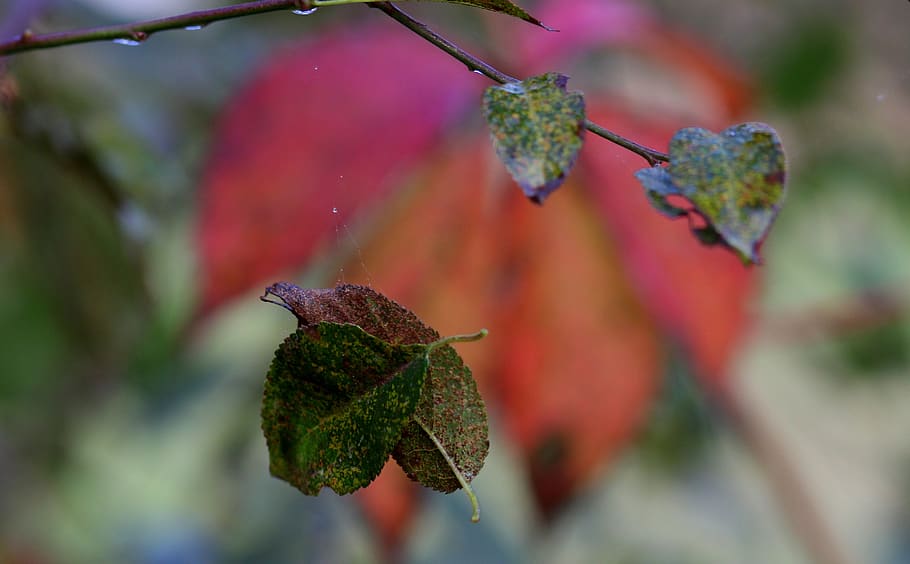 leaf, casey, green, yellow, autumn, plant, nature, botanical HD wallpaper