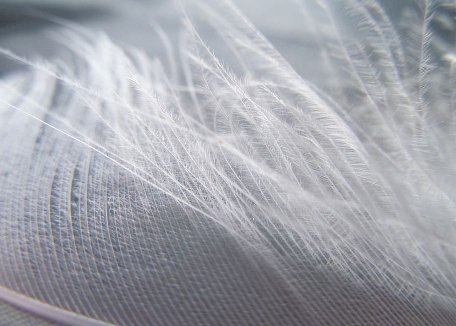 plumule, macro, white, subtlety, lightness, full frame, close-up HD wallpaper