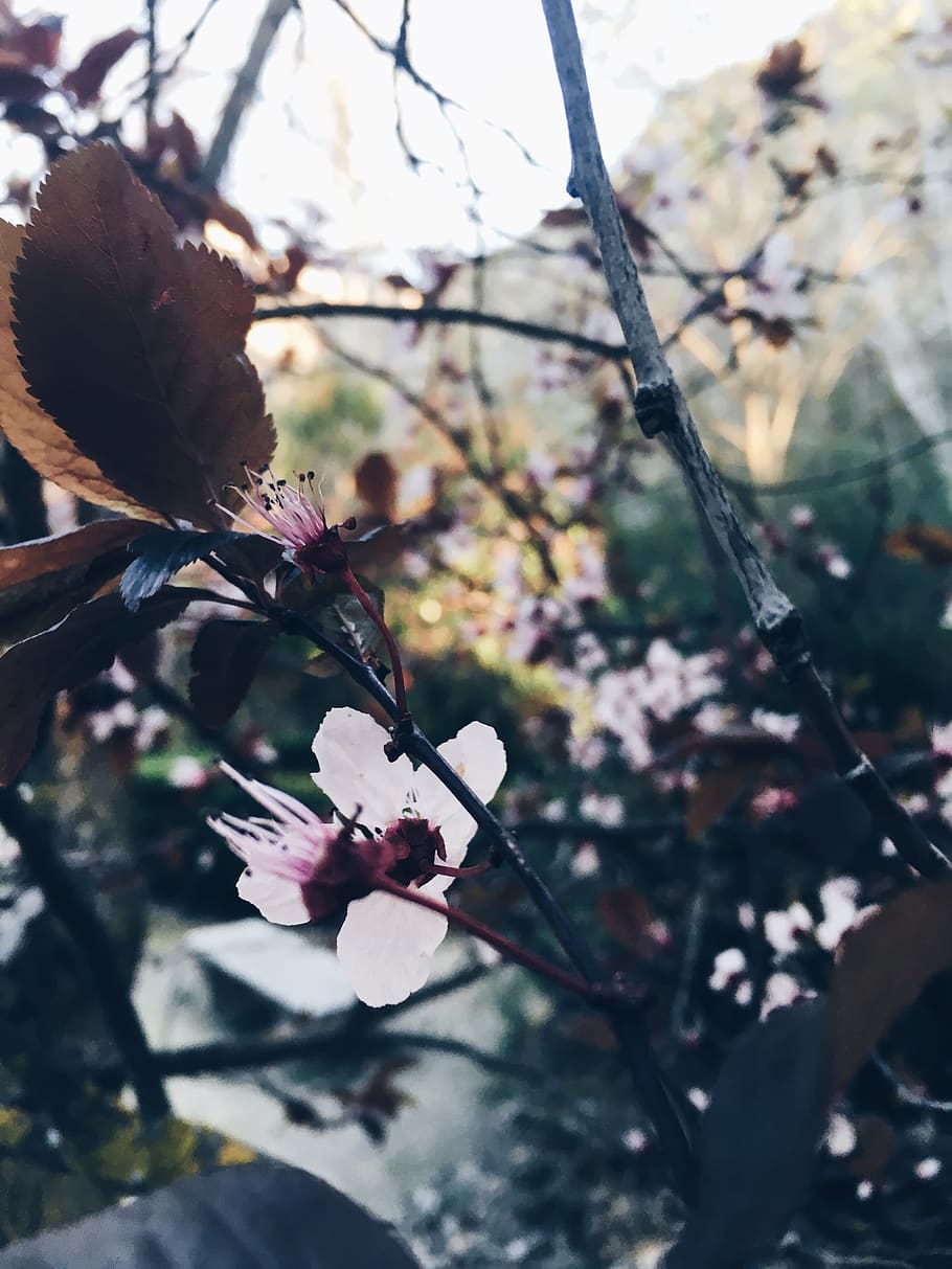 spain, castril, flowers, forest, tree, plant, flowering plant HD wallpaper