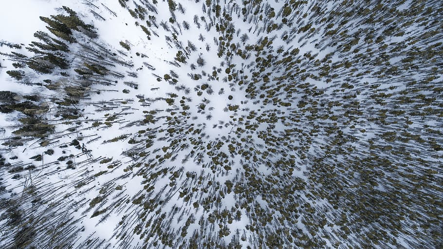 snow, winter, white, cold, weather, ice, trees, plants, nature HD wallpaper
