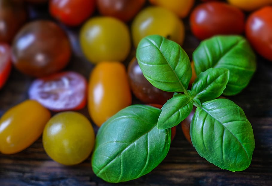 Macro Photography of Green Leaf on Table, basil, color, fresh HD wallpaper