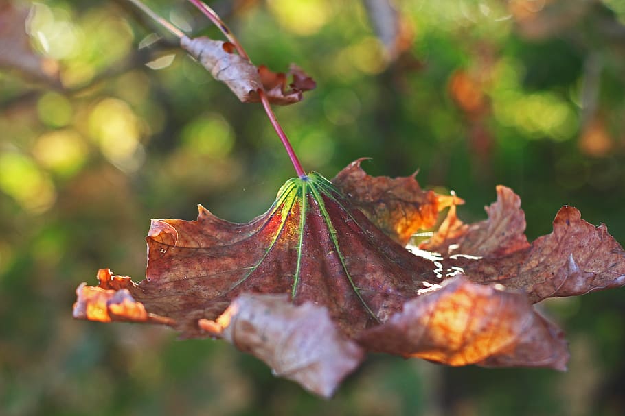 foliage leaf, fall foliage, maple leaf, fall color, autumn HD wallpaper