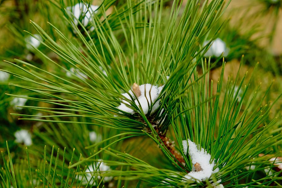 pine, tree, snow, sprout, winter, green, plant, green color HD wallpaper