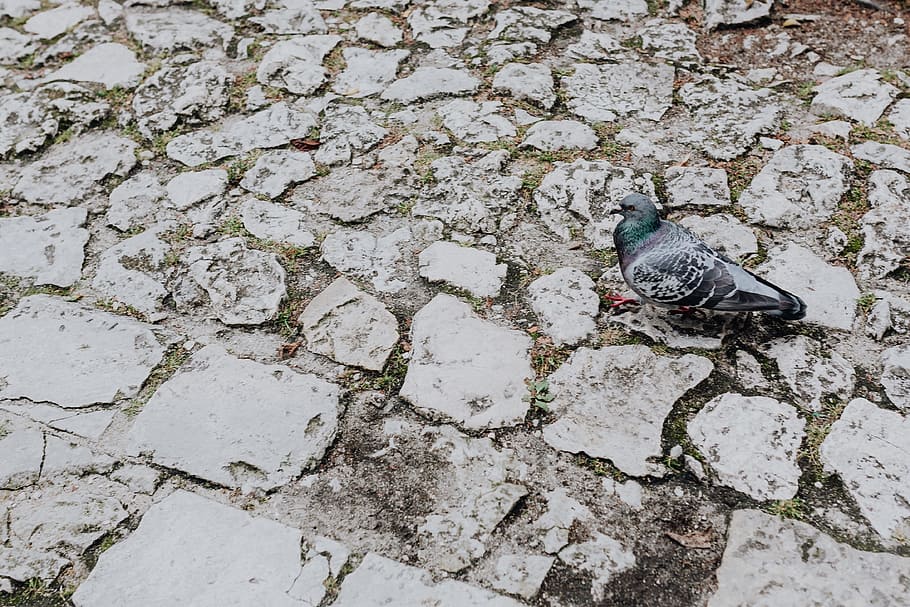 Old brick and stone pavements, bricks, background, paving, animal themes HD wallpaper