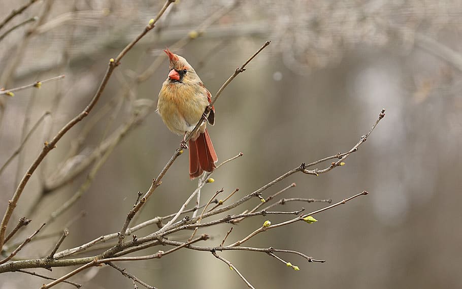 red and gray bird on tree, vertebrate, animal themes, branch HD wallpaper