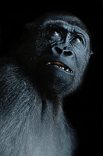 monkey, view, ape, gorilla, face, black, thinking, fear, doubt HD wallpaper