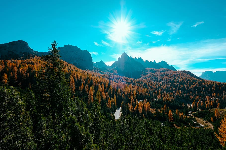 Green and Brown Trees during Sunlight, adventure, bright, conifer HD wallpaper