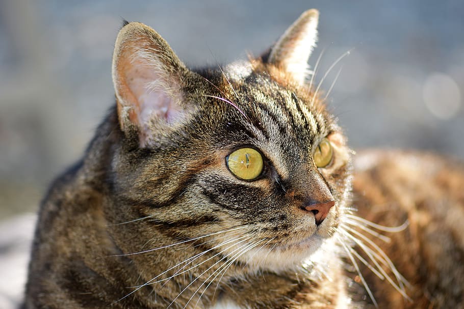 cat, mackerel, pet, animal, domestic cat, fur, view, close up HD wallpaper