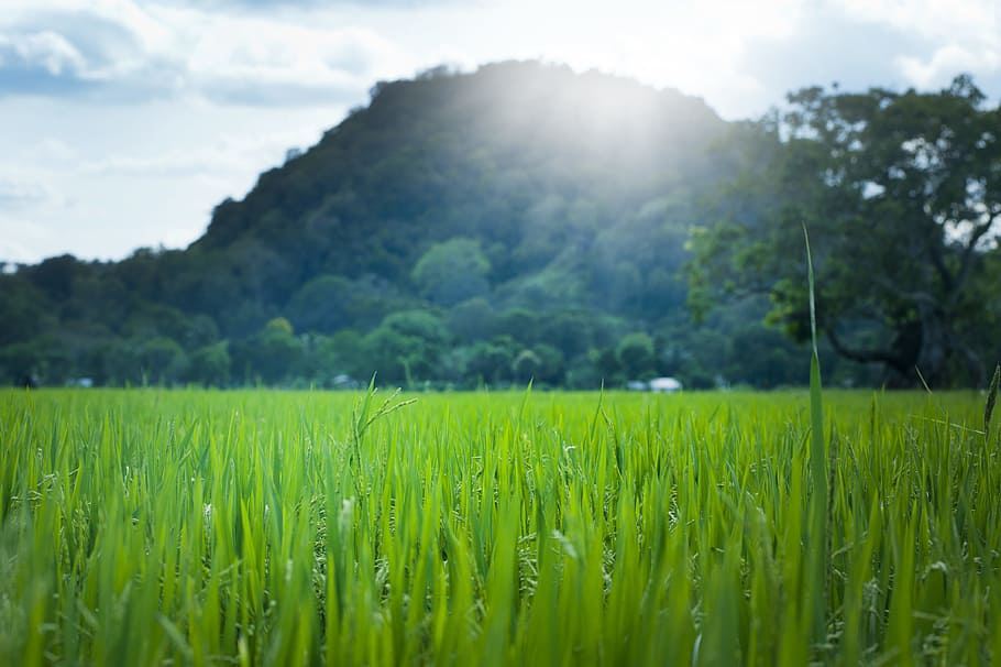 green, leaves, sun, summer, field, mountain, clouds, sky, landscape HD wallpaper