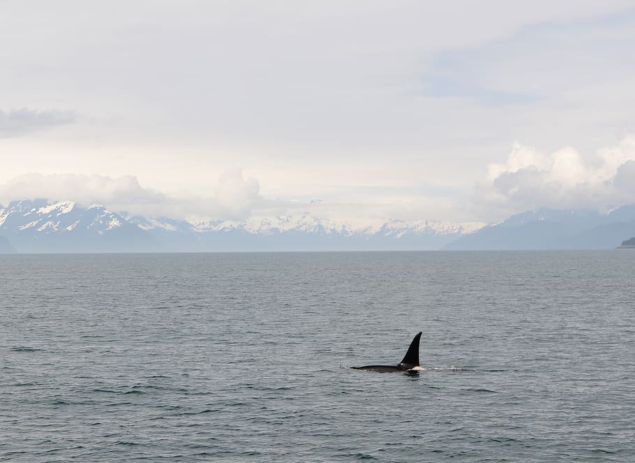 black whale during daytime, animals in the wild, water, animal themes HD wallpaper