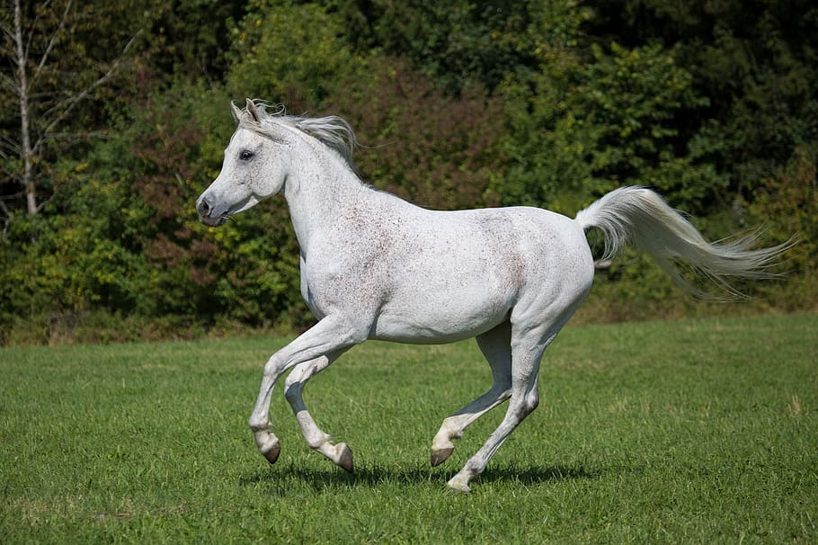 horse, running, white, pasture, corral, equine, animal, outdoors, HD wallpaper