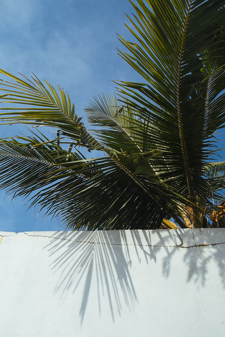 wall, summer, palm, tree, palm tree, plant, tropical climate HD wallpaper
