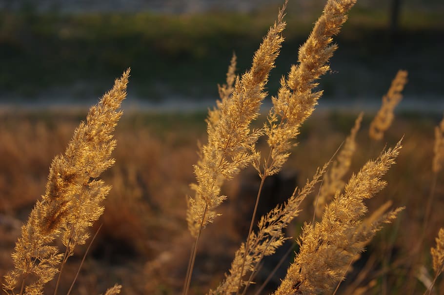 arndt, aorick, the döberitz, heide, grass, sun, nature, landscape HD wallpaper