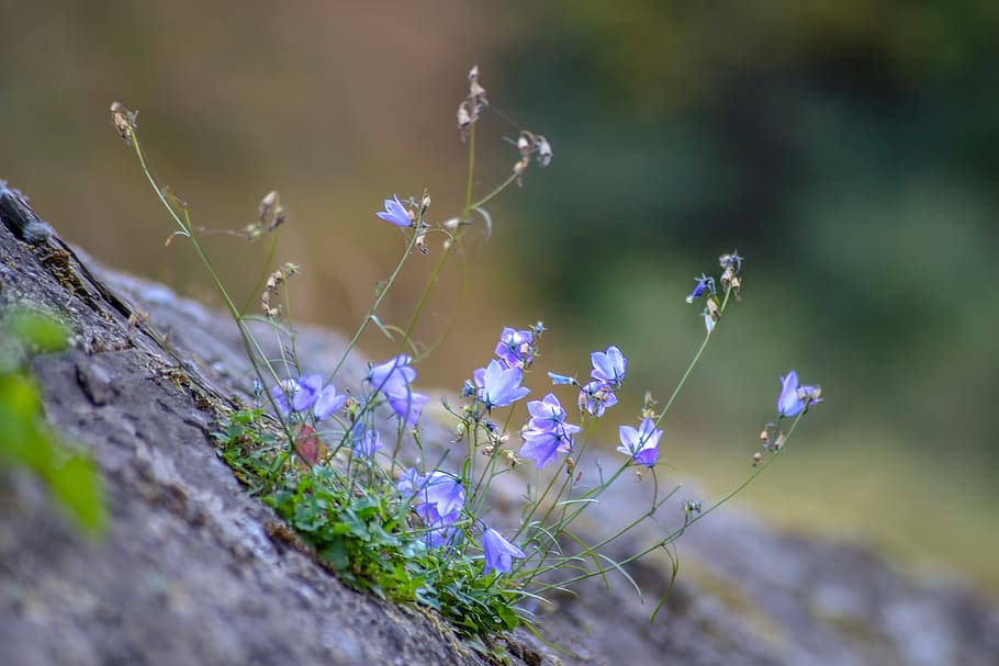 blue, wall, wall flower, stone wall, flowers, nature, force HD wallpaper