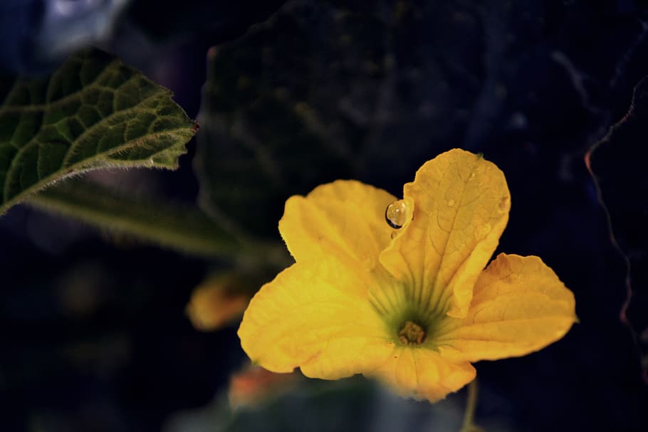 flower, bloom, yellow, nature, flora, petals, garden, blossom HD wallpaper