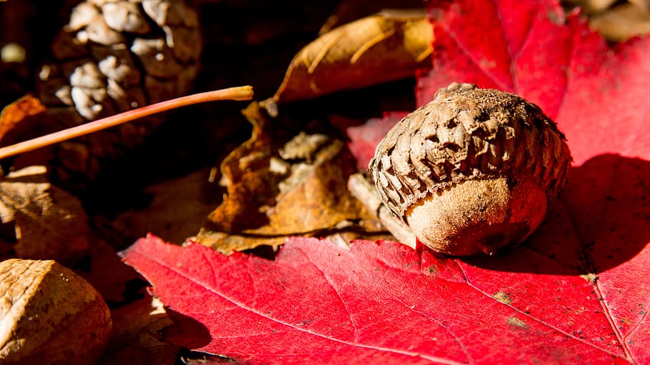 red, leaf, acorn, fall, autumn, food and drink, plant part HD wallpaper