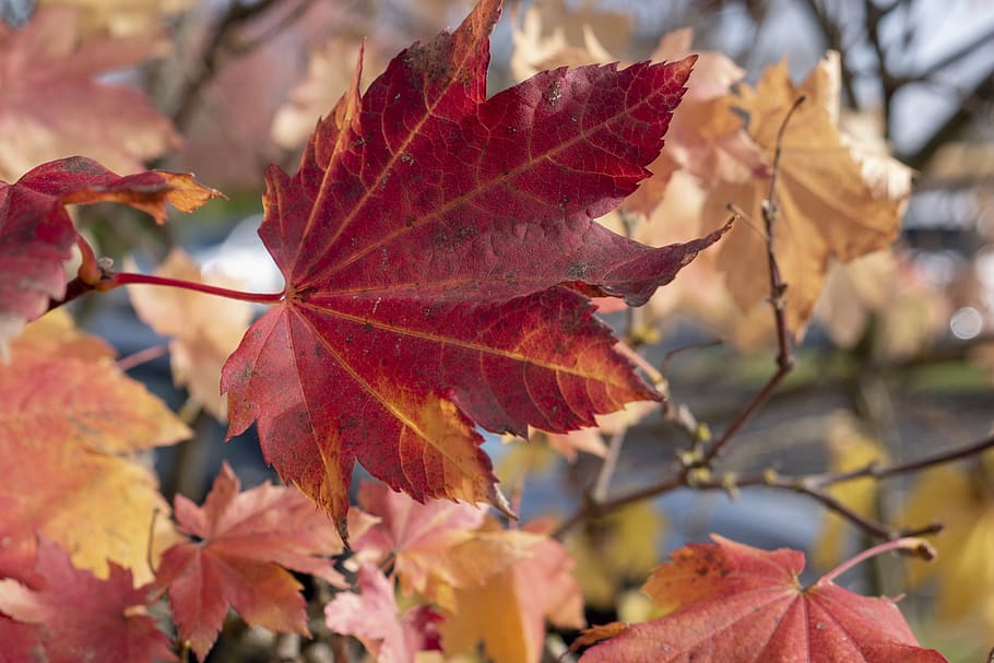 leaf, leaves, fall leaves, plant part, autumn, close-up, change HD wallpaper