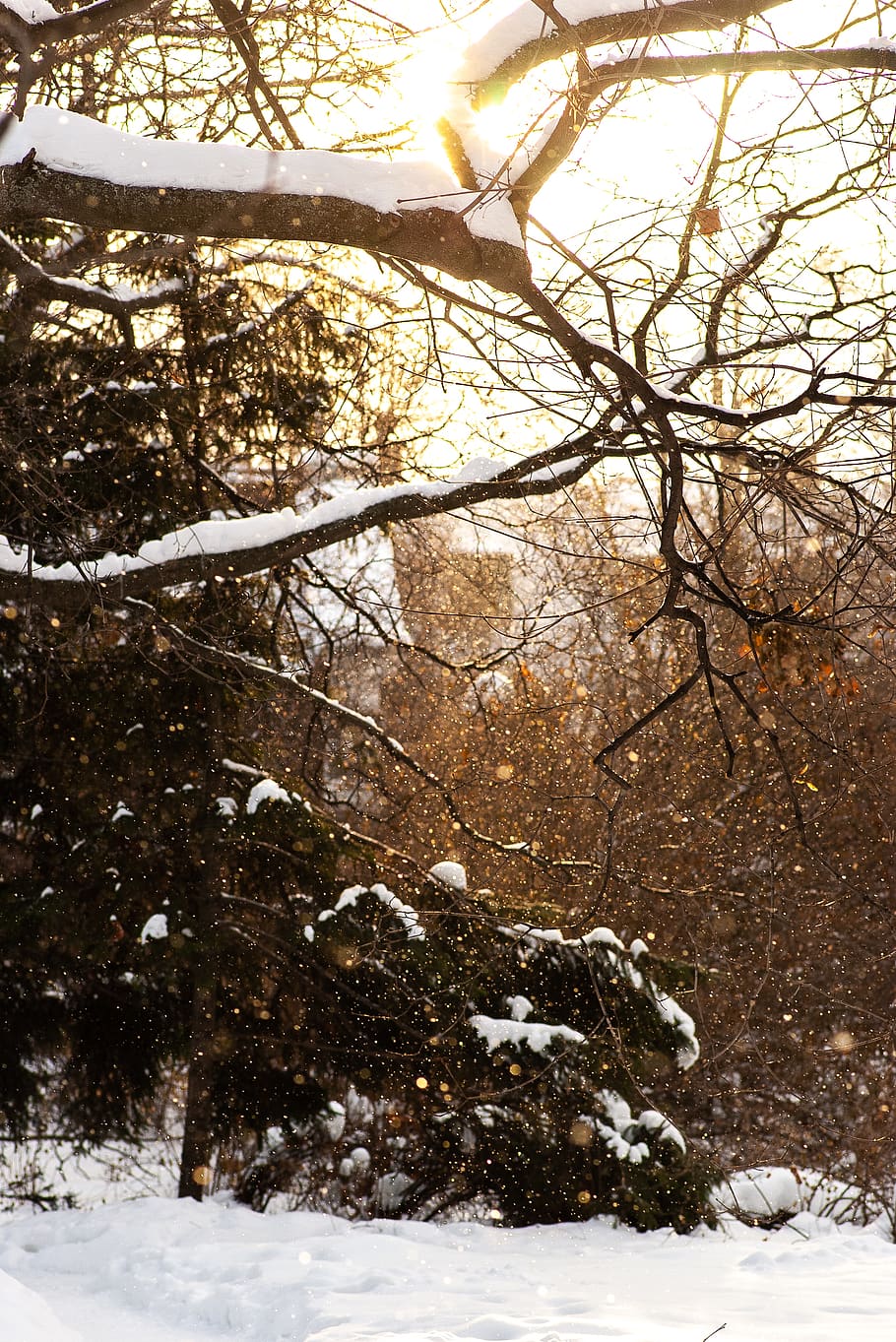 trees with snow during daytime, winter, cold temperature, plant HD wallpaper