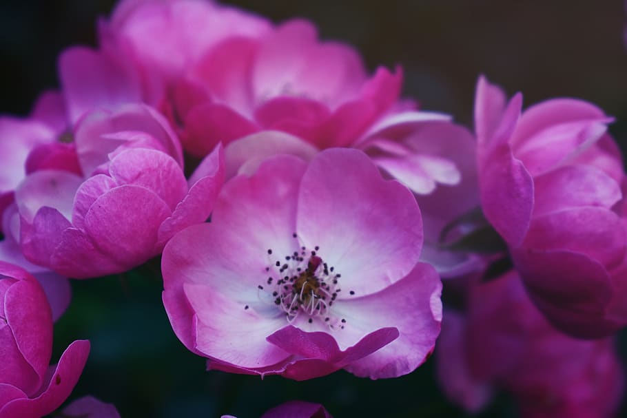 Close-Up Photo of Purple Flowers, 4k wallpaper, beautiful, bloom HD wallpaper