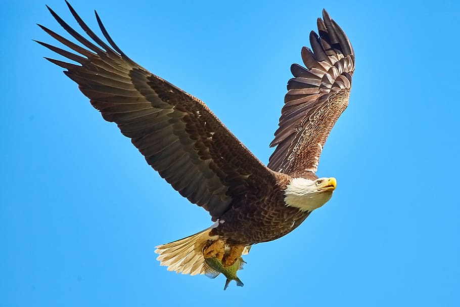 American Bald Eagle flying on sky, bird, animal, animal themes HD wallpaper