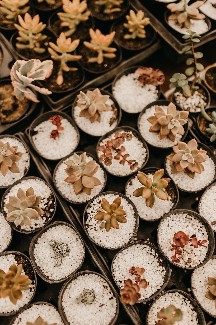 green succulents, food, food and drink, full frame, abundance HD wallpaper