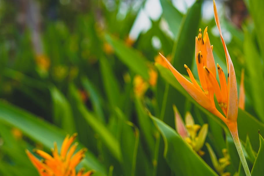 orange, flower, plant, growth, green color, beauty in nature HD wallpaper