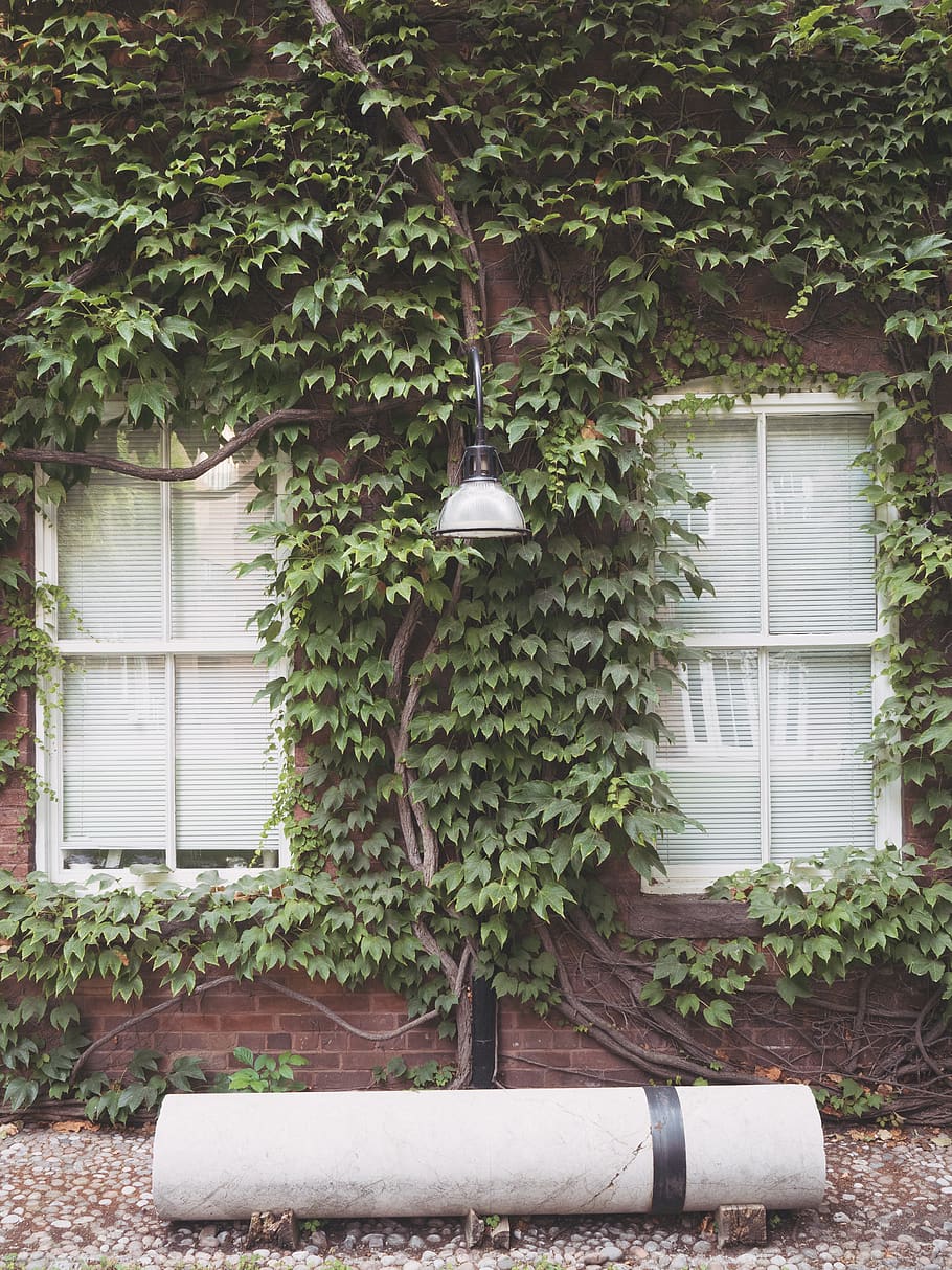 toronto, canada, greenery, wall, lamp, windows, building, reflection HD wallpaper