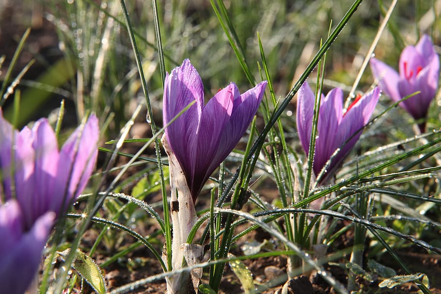 flower, saffron, crocus, sativus, flowering plant, purple, vulnerability HD wallpaper
