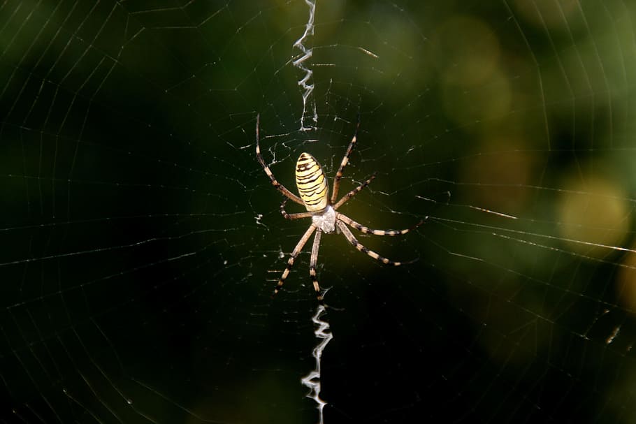 spider, web, spiderweb, house, insect, spider web, animal themes HD wallpaper