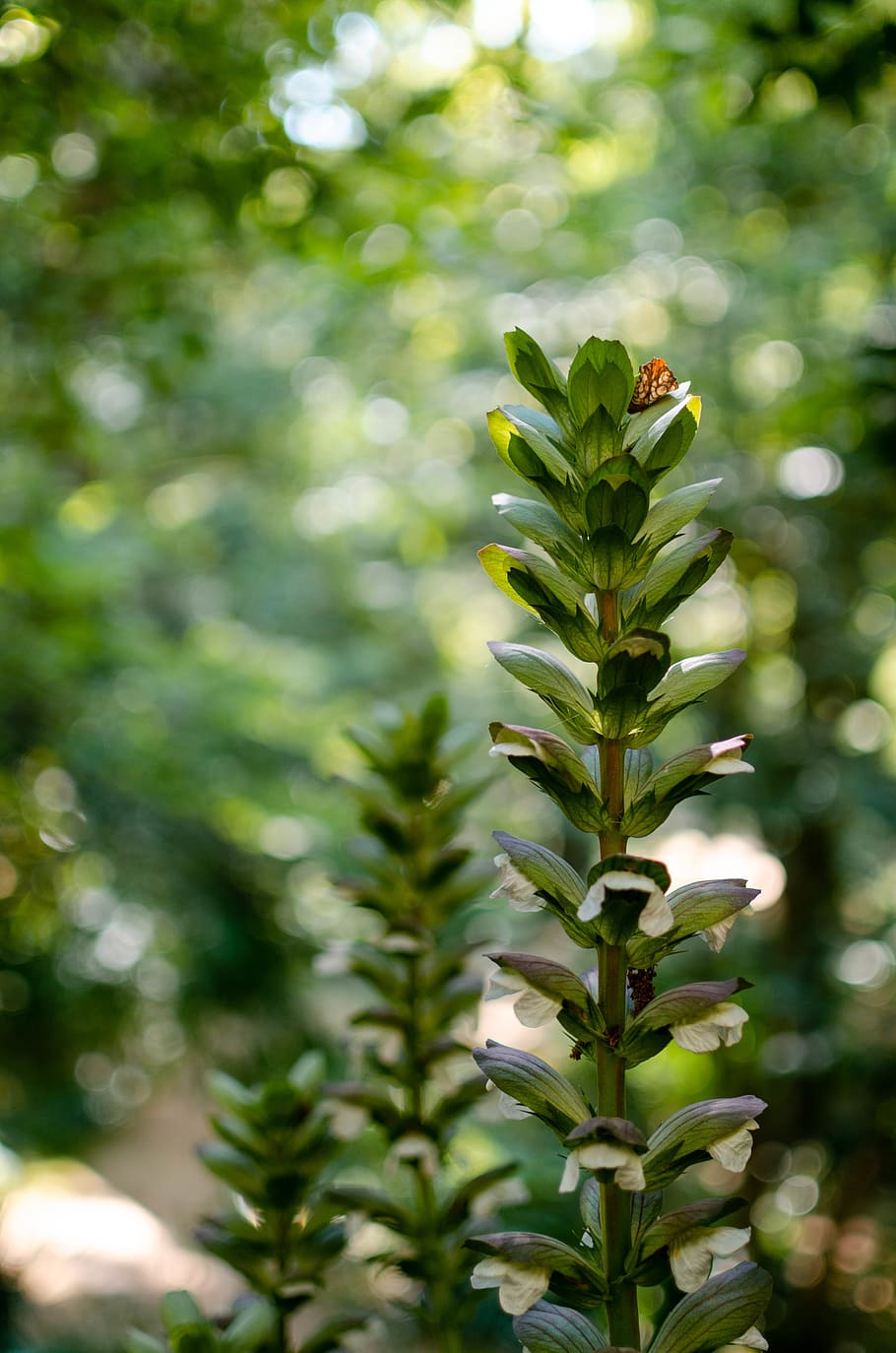 plant, flower, tree, blossom, nature, fir, abies, pollen, flowers HD wallpaper