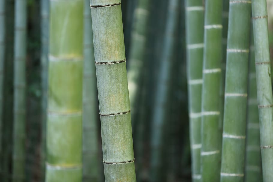 green bamboo shoots, bamboo - plant, green color, bamboo grove, HD wallpaper