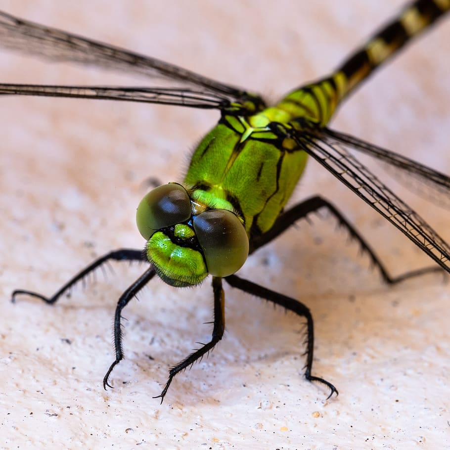 green dragonfly, insect, invertebrate, animal wildlife, animal themes HD wallpaper