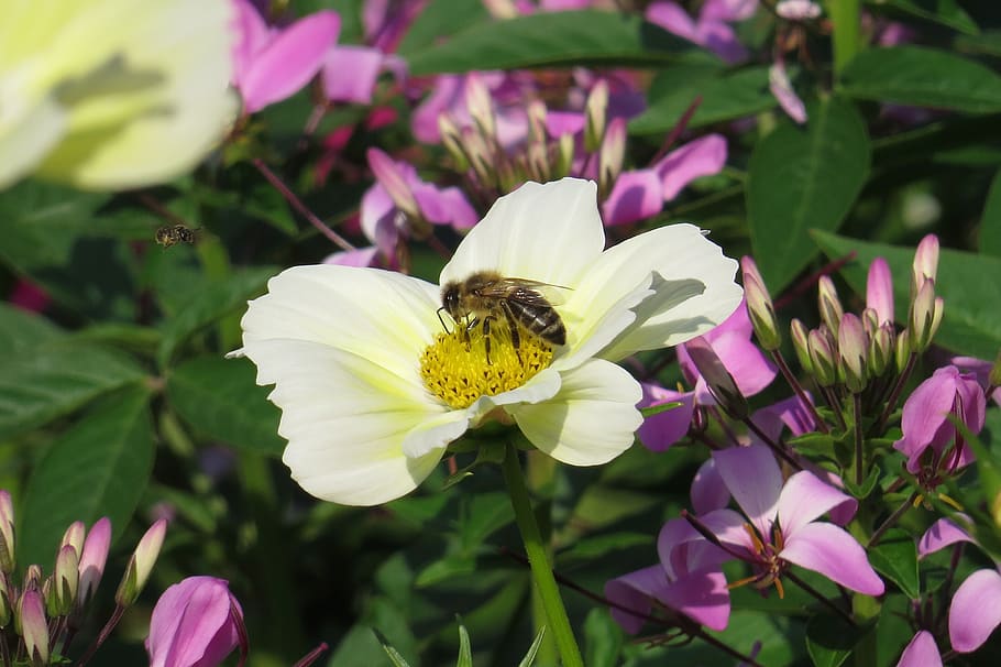 blossom, bloom, bee, close up, flower, insect, plant, garden HD wallpaper