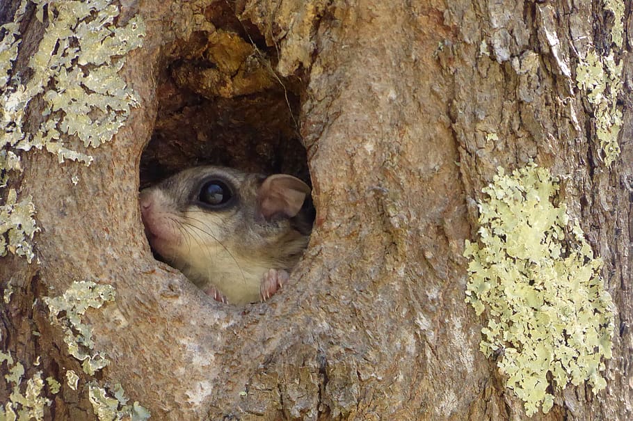 nature, nest, tree, flying squirrel, eyes, vulnerable, tree trunk HD wallpaper