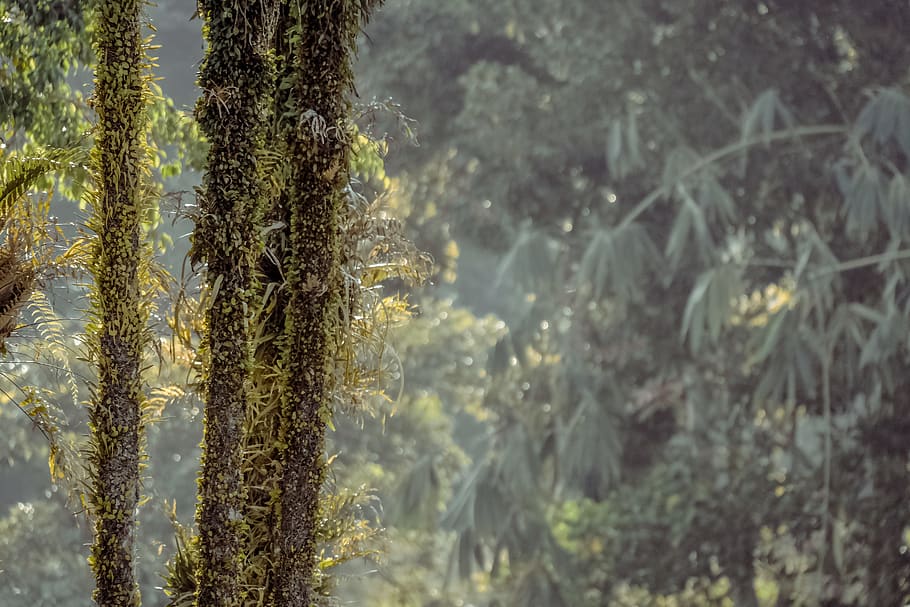 Green Plant on Black Wood during Daytime, lichen, moss, nature HD wallpaper