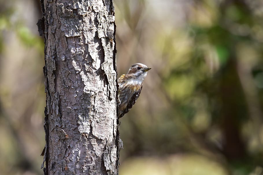 Bird woods