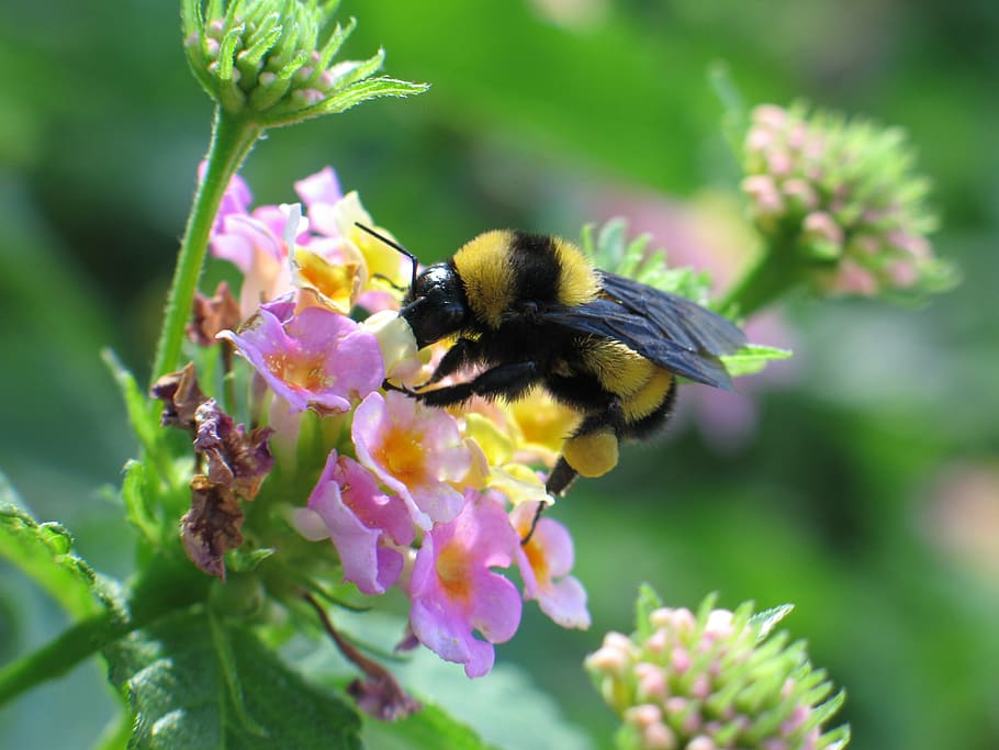 bumblebee, bees, poly, honey, flower, pollen, flowers, beekeeping HD wallpaper
