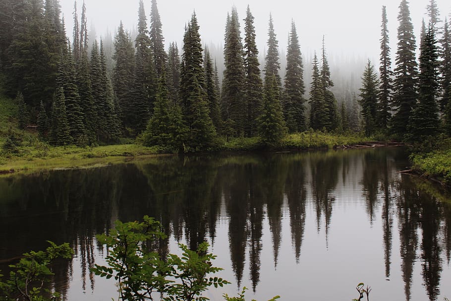 united states, mount rainier national park, forest, fog, reflection, HD wallpaper