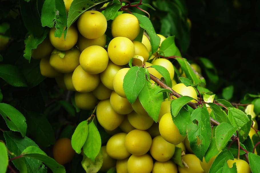 plum, fruit, yellow, tree, branch, vitamins, mature, healthy eating HD wallpaper