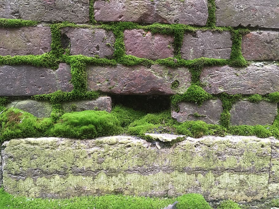 wall, moss, plant, stone wall, brick, russia, kurlyandskaya ulitsa